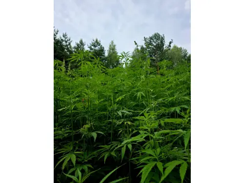 Konopie Fedora 17 na słabych glebach – ekologiczny sukces gospodarstwa Naturalnie z Kotfina
